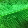 GREEN PLUME